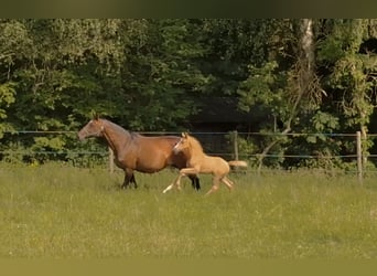 Hannoveraner, Stute, Fohlen (05/2026), 165 cm, Palomino