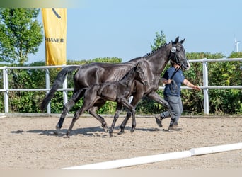 Hannoveraner, Stute, Fohlen (05/2026), 167 cm, Rappe