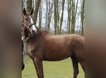 Hannoveraner, Stute, , 168 cm, Brauner