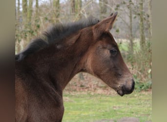 Hannoveraner, Stute, , 168 cm, Brauner