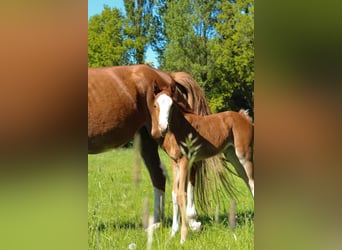 Hannoveraner, Stute, , 168 cm, Fuchs