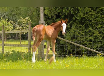 Hannoveraner, Stute, , 168 cm, Fuchs