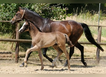 Hannoveraner, Stute, , 168 cm, Rappe