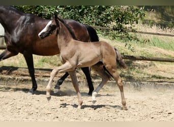 Hannoveraner, Stute, , 168 cm, Rappe