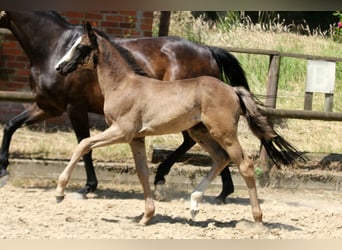 Hannoveraner, Stute, , 168 cm, Rappe