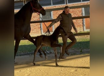 Hannoveraner, Stute, , 169 cm, Rappe
