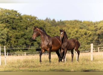 Hannoveraner, Stute, , 170 cm, Dunkelbrauner