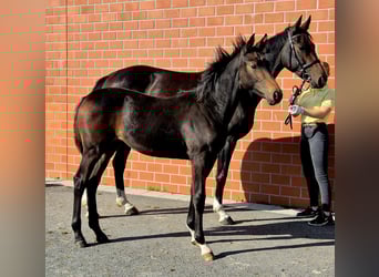 Hannoveraner, Stute, Fohlen (04/2025), 170 cm, Dunkelbrauner