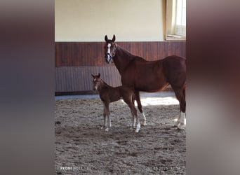 Hannoveraner, Stute, , 170 cm, Dunkelfuchs