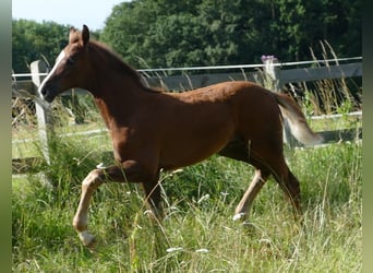 Hannoveraner, Stute, Fohlen (03/2024), 170 cm, Dunkelfuchs