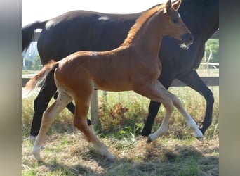Hannoveraner, Stute, , 170 cm, Dunkelfuchs