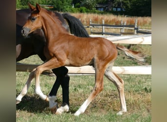 Hannoveraner, Stute, , 170 cm, Dunkelfuchs