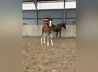 Hannoveraner, Stute, Fohlen (02/2026), 170 cm, Fuchs