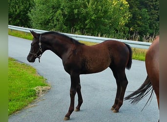 Hannoveraner, Stute, Fohlen (04/2025), 170 cm, Rappe