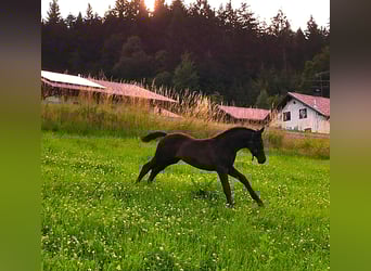 Hannoveraner, Stute, Fohlen (04/2025), 170 cm, Rappe