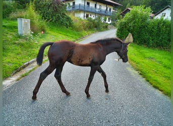 Hannoveraner, Stute, Fohlen (04/2025), 170 cm, Rappe