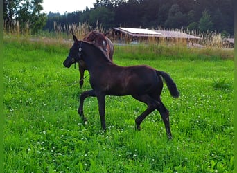 Hannoveraner, Stute, Fohlen (04/2025), 170 cm, Rappe