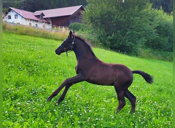 Hannoveraner, Stute, Fohlen (04/2025), 170 cm, Rappe