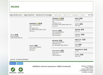 Hannoveraner, Stute, Fohlen (04/2024), 170 cm, Rappe