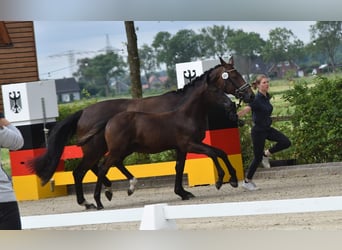 Hannoveraner, Stute, Fohlen (03/2026), 170 cm, Rappe