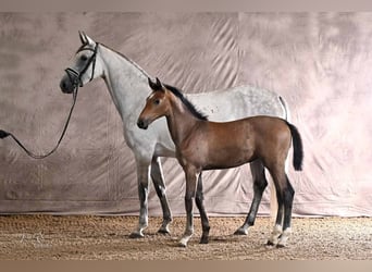 Hannoveraner, Stute, Fohlen (04/2026), 170 cm, Schimmel