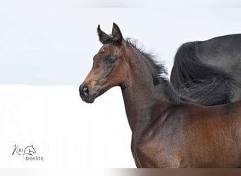 Hannoveraner, Stute, , 170 cm, Schwarzbrauner