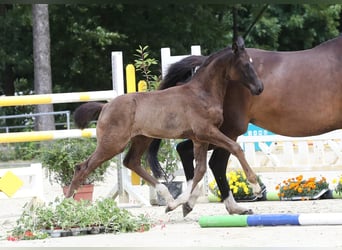 Hannoveraner, Stute, , 171 cm, Rappe