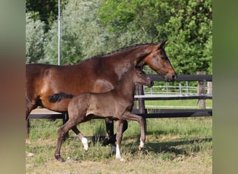 Hannoveraner, Stute, , 171 cm, Rappe