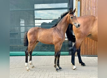 Hannoveraner, Stute, Fohlen (05/2026), 172 cm, Brauner