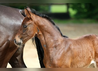 Hannoveraner, Stute, Fohlen (05/2026), 172 cm, Brauner