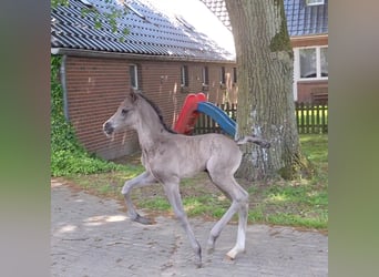 Hannoveraner, Stute, , 172 cm, Rappe