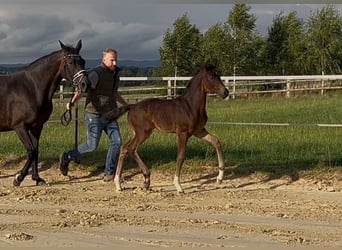 Hannoveraner, Stute, Fohlen (06/2026), 172 cm, Rappe