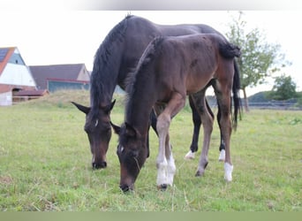 Hannoveraner, Stute, Fohlen (06/2026), 172 cm, Rappe