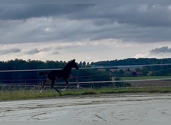 Hannoveraner, Stute, Fohlen (06/2026), 172 cm, Rappe