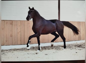 Hannoveraner, Stute, Fohlen (03/2026), 173 cm, Rappe