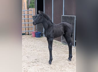 Hannoveraner, Stute, Fohlen (04/2026), 174 cm, Kann Schimmel werden