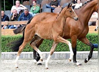 Hannoveraner, Stute, Fohlen (04/2025), Brauner