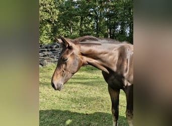Hannoveraner, Stute, Fohlen (06/2026), Brauner