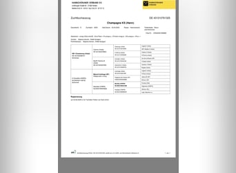 Hannoveraner, Stute, Fohlen (04/2025), Brauner