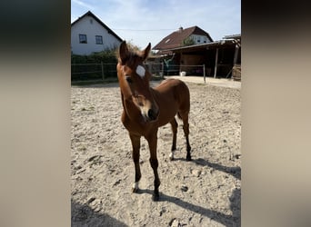 Hannoveraner, Stute, Fohlen (06/2025), Brauner