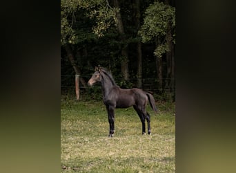 Hannoveraner, Stute, Fohlen (04/2025), Dunkelbrauner