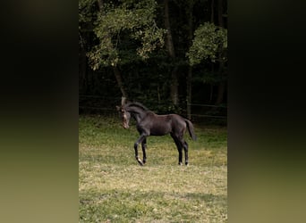 Hannoveraner, Stute, Fohlen (04/2025), Dunkelbrauner