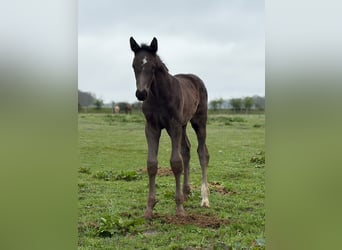 Hannoveraner, Stute, Fohlen (03/2026), Dunkelbrauner