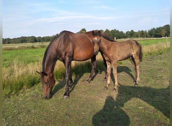 Hannoveraner, Stute, Fohlen (04/2024), Dunkelbrauner