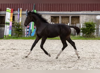 Hannoveraner, Stute, Fohlen (05/2026), Dunkelbrauner