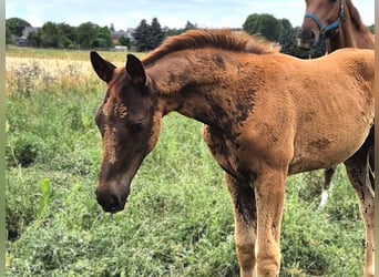 Hannoveraner, Stute, Fohlen (04/2025), Dunkelfuchs