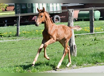 Hannoveraner, Stute, , Dunkelfuchs