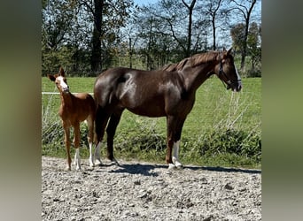 Hannoveraner, Stute, Fohlen (01/2026), Dunkelfuchs