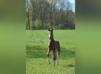 Hannoveraner, Stute, Fohlen (04/2026), Fuchs