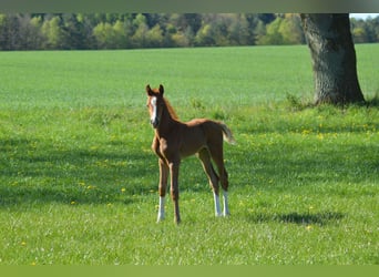 Hannoveraner, Stute, Fohlen (04/2026), Fuchs